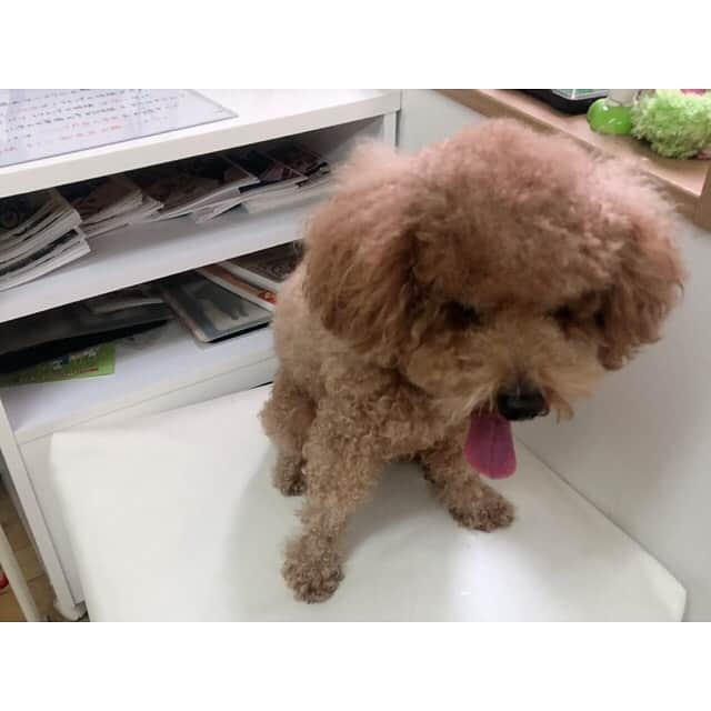 三島ゆかりさんのインスタグラム写真 - (三島ゆかりInstagram)「うちの可愛い愛犬りんごをやっとこトリミングに連れて行ってあげれました🐕✂️ もしゃもしゃも好きやし私が忙しくて行けなかったこともあり、少し前から間が空いてしまいましたが綺麗さっぱり夏仕様にしてもらいました💖👍 体が細くなったのでガリガリで実は切りたてはあんまり好きじゃないですww😂 でも結果なんでも可愛いんで←親バカ🍎 世界で一番愛おしいです✨✨ #dog #doglove #trimming #cut #トイプードル #オス #りんご #愛犬 #かわいい #もしゃもしゃ #スリム #ガリガリ #何でもかわいい #親バカ #犬好きな人と繋がりたい #followｍe」7月23日 15時41分 - apple340