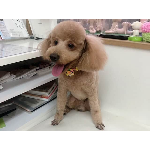 三島ゆかりさんのインスタグラム写真 - (三島ゆかりInstagram)「うちの可愛い愛犬りんごをやっとこトリミングに連れて行ってあげれました🐕✂️ もしゃもしゃも好きやし私が忙しくて行けなかったこともあり、少し前から間が空いてしまいましたが綺麗さっぱり夏仕様にしてもらいました💖👍 体が細くなったのでガリガリで実は切りたてはあんまり好きじゃないですww😂 でも結果なんでも可愛いんで←親バカ🍎 世界で一番愛おしいです✨✨ #dog #doglove #trimming #cut #トイプードル #オス #りんご #愛犬 #かわいい #もしゃもしゃ #スリム #ガリガリ #何でもかわいい #親バカ #犬好きな人と繋がりたい #followｍe」7月23日 15時41分 - apple340