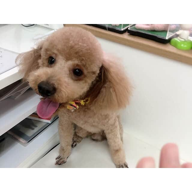 三島ゆかりさんのインスタグラム写真 - (三島ゆかりInstagram)「うちの可愛い愛犬りんごをやっとこトリミングに連れて行ってあげれました🐕✂️ もしゃもしゃも好きやし私が忙しくて行けなかったこともあり、少し前から間が空いてしまいましたが綺麗さっぱり夏仕様にしてもらいました💖👍 体が細くなったのでガリガリで実は切りたてはあんまり好きじゃないですww😂 でも結果なんでも可愛いんで←親バカ🍎 世界で一番愛おしいです✨✨ #dog #doglove #trimming #cut #トイプードル #オス #りんご #愛犬 #かわいい #もしゃもしゃ #スリム #ガリガリ #何でもかわいい #親バカ #犬好きな人と繋がりたい #followｍe」7月23日 15時41分 - apple340