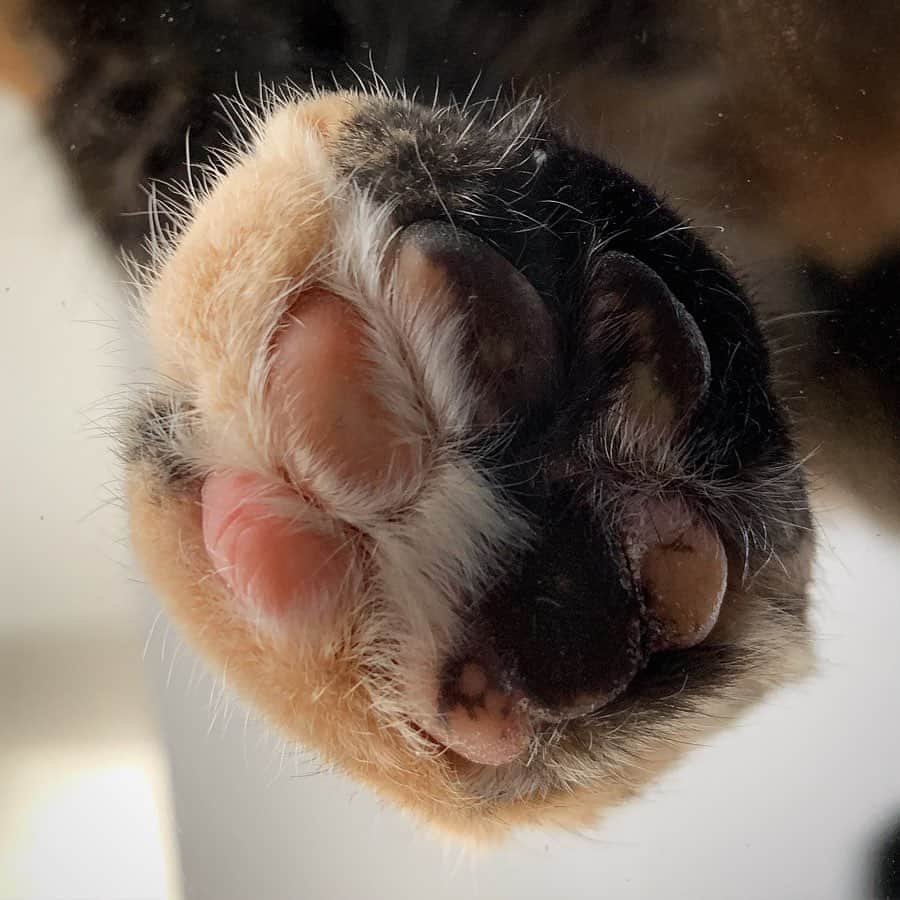 Venus Cat さんのインスタグラム写真 - (Venus Cat Instagram)「It’s official!! The bill to end declawing was signed today by New York’s Governor Andrew Cuomo making it the first state in the US to ban declawing! 🐾 Ginger is the main photo of this post because 13 years ago when she was a kitten & had her spay appt, we failed her! Before we were on social media where the facts about the declaw procedure were able to be shared far & wide, we, like many people were offered a front declaw on her as if it were a side of fries with a burger. We trusted our vet back then who said it was harmless. Simply put, we were just doing what was common practice....we didn’t know any better. That was in 2006. It was 2011 when I started becoming active in rescue & started to hear things I didn’t know. We had already adopted Mojo & Venus (both in 2009) but didn’t have them declawed because Mojo was already neutered & neither bothered anything. We had scratch posts, cat trees, & regularly trimmed their claws. When Venus went viral in 2012 & my involvement on social media went from hardly on to hardly off, & is when all the info really got to me. I felt sick, like an awful human but I was quickly reminded by a rescue friend that it was because I was duped by the vet like many others & that had I known that the first knuckles were actually amputated I would have NEVER consented to it! We learn from our past & become better. I’m an advocate for anti-declawing now. I connected a lot of dots after becoming educated like how Ginger is a biter & has “no-touch” spots unlike our other cats. She was the last cat we ever declawed. I know she would forgive us for our ignorance & if you were in our shoes once misinformed about the procedure by a vet you trusted, & haven’t declawed since, you should forgive yourself too.  This practice is unheard of or illegal in so many countries & viewed as barbaric mutilation. I’m glad to see the US, though late to the party, is coming around. Give a thank-you to @pawproject @ @citythekitty for their relentless fight helping lead to this great achievement!  Congrats New York! Who do you think will be next? #pawsneedclaws 📸 of Ginger by @smushofficial ‘s Mom when she pet sat for us. ❤️」7月23日 14時23分 - venustwofacecat