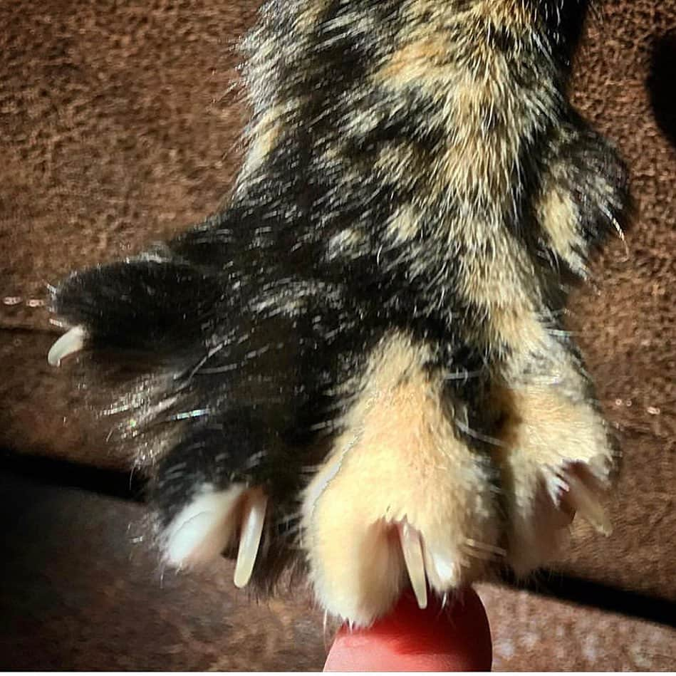 Venus Cat さんのインスタグラム写真 - (Venus Cat Instagram)「It’s official!! The bill to end declawing was signed today by New York’s Governor Andrew Cuomo making it the first state in the US to ban declawing! 🐾 Ginger is the main photo of this post because 13 years ago when she was a kitten & had her spay appt, we failed her! Before we were on social media where the facts about the declaw procedure were able to be shared far & wide, we, like many people were offered a front declaw on her as if it were a side of fries with a burger. We trusted our vet back then who said it was harmless. Simply put, we were just doing what was common practice....we didn’t know any better. That was in 2006. It was 2011 when I started becoming active in rescue & started to hear things I didn’t know. We had already adopted Mojo & Venus (both in 2009) but didn’t have them declawed because Mojo was already neutered & neither bothered anything. We had scratch posts, cat trees, & regularly trimmed their claws. When Venus went viral in 2012 & my involvement on social media went from hardly on to hardly off, & is when all the info really got to me. I felt sick, like an awful human but I was quickly reminded by a rescue friend that it was because I was duped by the vet like many others & that had I known that the first knuckles were actually amputated I would have NEVER consented to it! We learn from our past & become better. I’m an advocate for anti-declawing now. I connected a lot of dots after becoming educated like how Ginger is a biter & has “no-touch” spots unlike our other cats. She was the last cat we ever declawed. I know she would forgive us for our ignorance & if you were in our shoes once misinformed about the procedure by a vet you trusted, & haven’t declawed since, you should forgive yourself too.  This practice is unheard of or illegal in so many countries & viewed as barbaric mutilation. I’m glad to see the US, though late to the party, is coming around. Give a thank-you to @pawproject @ @citythekitty for their relentless fight helping lead to this great achievement!  Congrats New York! Who do you think will be next? #pawsneedclaws 📸 of Ginger by @smushofficial ‘s Mom when she pet sat for us. ❤️」7月23日 14時23分 - venustwofacecat