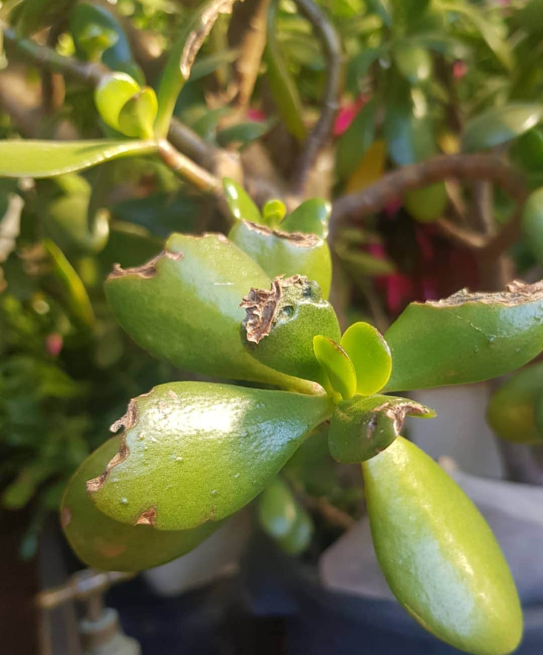 フェルナンダ・リーさんのインスタグラム写真 - (フェルナンダ・リーInstagram)「My mother has always had so many plants in the backyard. I've  grown to like them, but her numerous hanging spider plants scared me when I was younger.  Tong and I mostly sit on the deck and sunbake together 🌞🌞🐶 #secretgardenrose (?) #labradorretriever  #crassulaovata」7月23日 14時45分 - warukatta