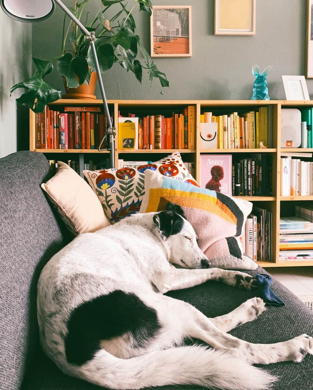 STIL IN BERLINのインスタグラム：「NOTHING cuter in the world than #nicothemutt. Also, during a recent Kondo-ing of my shelf, I discovered I own 3 copies of the Molière‘s The Misanthrope. One in French, one in German translated by Hans Magnus Enzensberger, and one translated by Monika Fahrenbach-Wachendorff. So I kept them.」
