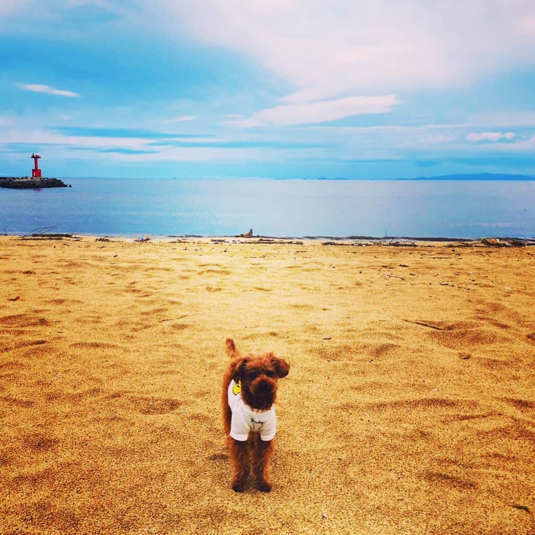 のインスタグラム：「アフロくん💕 ・ #ティーカッププードル  #鈴鹿 #ビーチ⛱ #アフロ #実家の愛犬」