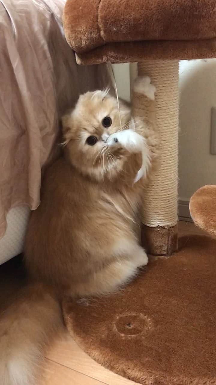 ベルのインスタグラム