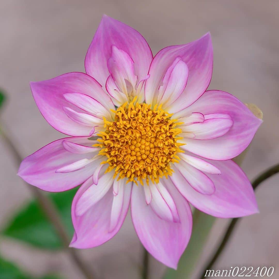 mani022400さんのインスタグラム写真 - (mani022400Instagram)「. 23 Jul. 2019 . Good morning🌸🌺🌹✨ ダリアも色々な形がありますね〜😊 . . . . . 🌺🌺🌺🌷🌷🌷🌹🌹🌹🌸🌸🌸 ご訪問ありがとうございます🙇 . お花以外の写真は サブアカウントにポストしています。 良かったら、覗いてください🙇🙇 ⬇️⬇️⬇️ @mani0224000 . 🌺🌺🌺🌷🌷🌷🌹🌹🌹🌸🌸🌸 . . . 🔷🔷🔷🔷🔷🔷🔷🔷🔷 #カメラ好きな人と繋がりたい  #flower  #花 #flowers  #写真好きな人と繋がりたい love_bestjapan  serahana #ファインダー越しの私の世界  #花のある暮らし  #bns_lite #eclecticshow #explore_floral . #9vaga9  9Vaga_Rose9  9vaga_3flowers9  #floristsandflowers #ip_blossoms_member #fabulous_shots ig_flowers #ponyfony_flowers #meiko_flora_member meiko_roses  #myheartinshots #la_flowers #rainbow_petals #top_favourite_flowers  #quintaflower #inspiring_shot #phx_flowers #dreaming_in_macro flower_special_legend  nature_special_legend  #ind_flowers #tv_flowers #best_mmf_vipday  #best_beauty_flora_  9vaga_flowersart9 #ptk_flowers #fleur_noblesse_m .」7月23日 6時51分 - mani022400