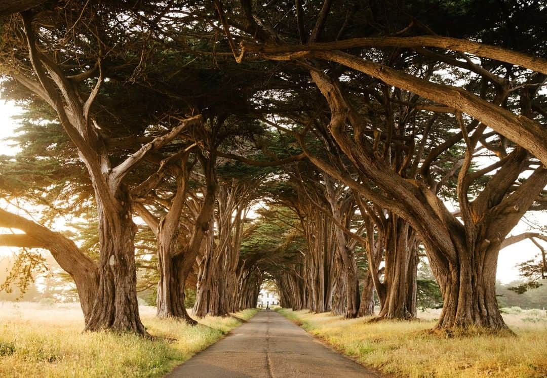 National Geographic Travelさんのインスタグラム写真 - (National Geographic TravelInstagram)「Photo by @jessicasample | The Monterey cypress tree tunnel lines the road to the Point Reyes Receiving Station which was originally built for sending telegraphs and morse code back in 1914. For less crowds and golden light visit at sunset on a long summer day.  #pointreyes」7月23日 7時01分 - natgeotravel