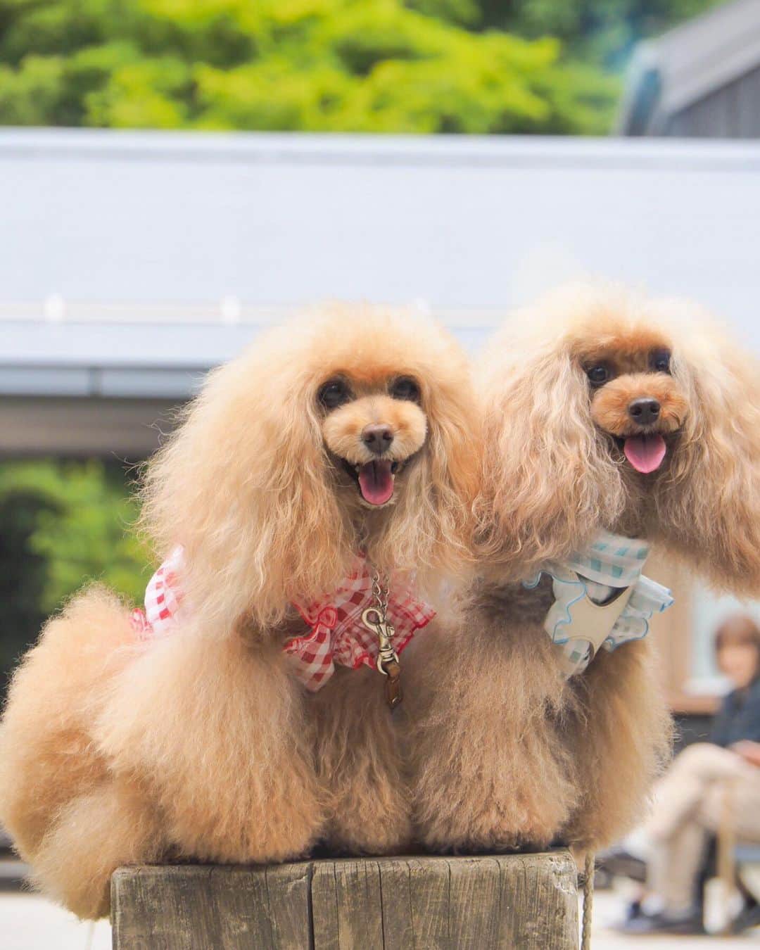 Toypoodle Mikuru?Asakusa Tokyoのインスタグラム：「20190713 Saturday. In Karuizawa. みきゅるんの夏休みPart ❸🎐 . ハルニレテラスでるーたん @rulumam と待ち合わせ😄 そして、そして、偶然にもビビママファミリー @vivimama_k に😆😆😊 一緒にランチしてお散歩する事にしました💖 . ❶ みきゅるんとなめポン @namecomummy  ❷ アンブレラ紫陽花とみきゅるん☔️ ❸ 素敵偶然に集合写真😄 ❹ みくるのピン ❺ 聖パウロカトリック教会 ❻ またみくるか〜！安定の第1離脱者😰 ❼ 期間限定軽井沢カフェ でマッタリ . こうして、みきゅるんの夏休み第一弾は 幕じめとなるのでした(´Д` ) . 忘れた頃に更新してゴメンねー🙏🏻 . #軽井沢 #ハルニレテラス  #karuizawawithdog」