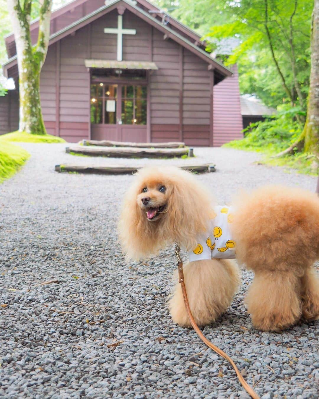 Toypoodle Mikuru?Asakusa Tokyoさんのインスタグラム写真 - (Toypoodle Mikuru?Asakusa TokyoInstagram)「20190713 Saturday. In Karuizawa. みきゅるんの夏休みPart ❸🎐 . ハルニレテラスでるーたん @rulumam と待ち合わせ😄 そして、そして、偶然にもビビママファミリー @vivimama_k に😆😆😊 一緒にランチしてお散歩する事にしました💖 . ❶ みきゅるんとなめポン @namecomummy  ❷ アンブレラ紫陽花とみきゅるん☔️ ❸ 素敵偶然に集合写真😄 ❹ みくるのピン ❺ 聖パウロカトリック教会 ❻ またみくるか〜！安定の第1離脱者😰 ❼ 期間限定軽井沢カフェ でマッタリ . こうして、みきゅるんの夏休み第一弾は 幕じめとなるのでした(´Д` ) . 忘れた頃に更新してゴメンねー🙏🏻 . #軽井沢 #ハルニレテラス  #karuizawawithdog」7月23日 7時29分 - purapura299