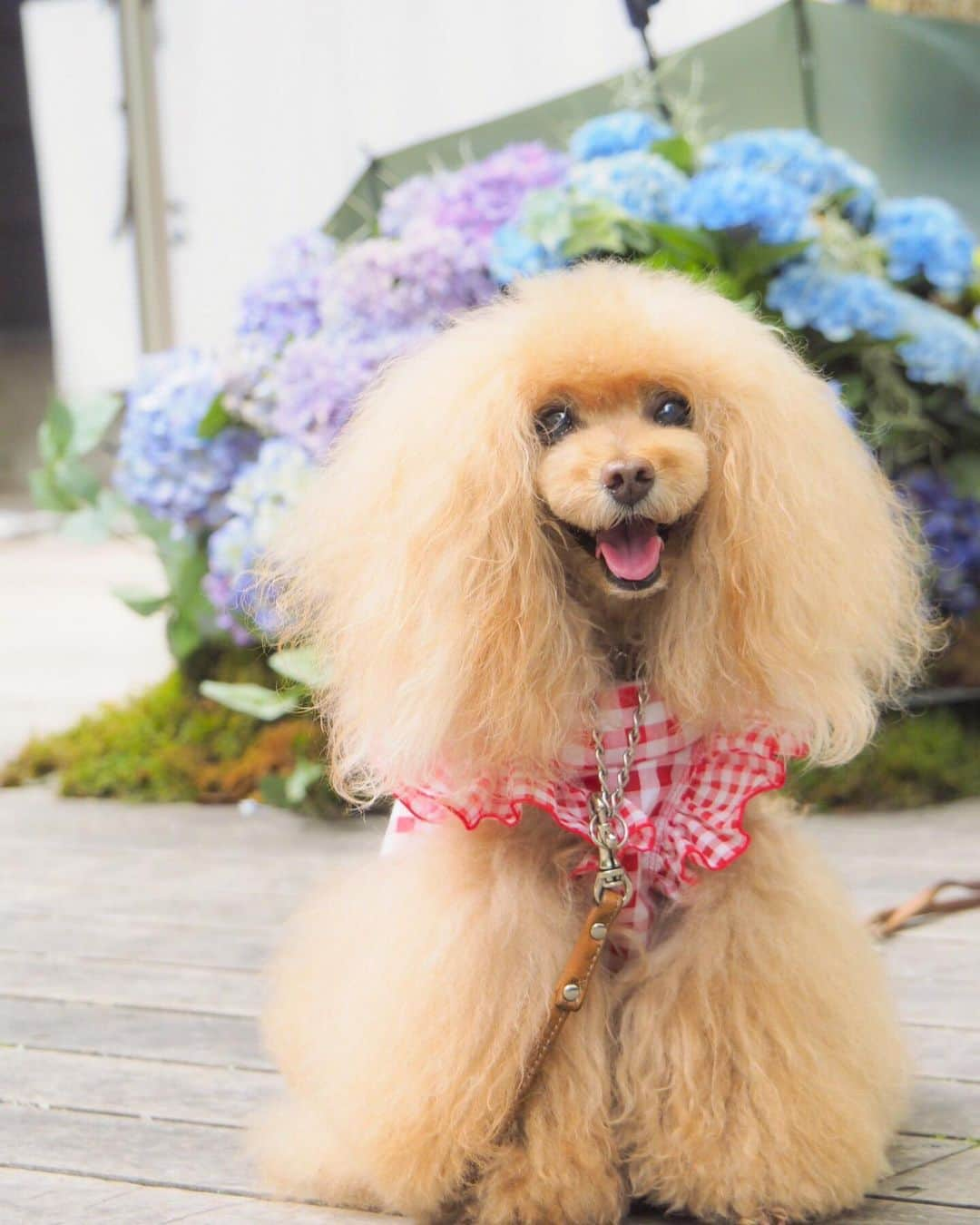 Toypoodle Mikuru?Asakusa Tokyoさんのインスタグラム写真 - (Toypoodle Mikuru?Asakusa TokyoInstagram)「20190713 Saturday. In Karuizawa. みきゅるんの夏休みPart ❸🎐 . ハルニレテラスでるーたん @rulumam と待ち合わせ😄 そして、そして、偶然にもビビママファミリー @vivimama_k に😆😆😊 一緒にランチしてお散歩する事にしました💖 . ❶ みきゅるんとなめポン @namecomummy  ❷ アンブレラ紫陽花とみきゅるん☔️ ❸ 素敵偶然に集合写真😄 ❹ みくるのピン ❺ 聖パウロカトリック教会 ❻ またみくるか〜！安定の第1離脱者😰 ❼ 期間限定軽井沢カフェ でマッタリ . こうして、みきゅるんの夏休み第一弾は 幕じめとなるのでした(´Д` ) . 忘れた頃に更新してゴメンねー🙏🏻 . #軽井沢 #ハルニレテラス  #karuizawawithdog」7月23日 7時29分 - purapura299