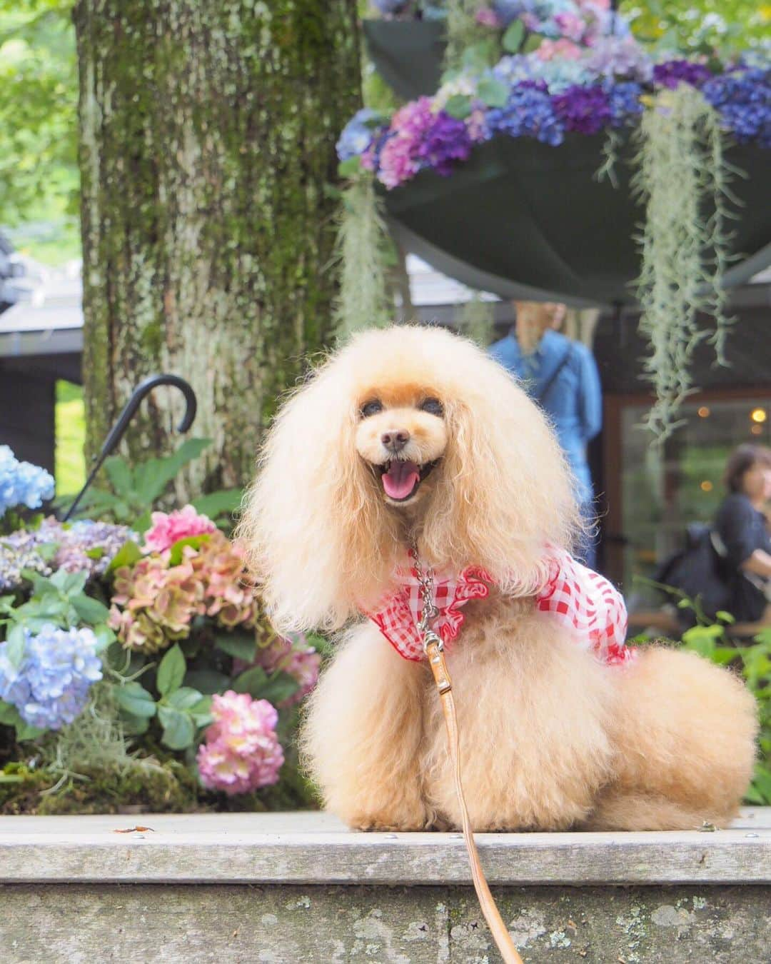 Toypoodle Mikuru?Asakusa Tokyoさんのインスタグラム写真 - (Toypoodle Mikuru?Asakusa TokyoInstagram)「20190713 Saturday. In Karuizawa. みきゅるんの夏休みPart ❸🎐 . ハルニレテラスでるーたん @rulumam と待ち合わせ😄 そして、そして、偶然にもビビママファミリー @vivimama_k に😆😆😊 一緒にランチしてお散歩する事にしました💖 . ❶ みきゅるんとなめポン @namecomummy  ❷ アンブレラ紫陽花とみきゅるん☔️ ❸ 素敵偶然に集合写真😄 ❹ みくるのピン ❺ 聖パウロカトリック教会 ❻ またみくるか〜！安定の第1離脱者😰 ❼ 期間限定軽井沢カフェ でマッタリ . こうして、みきゅるんの夏休み第一弾は 幕じめとなるのでした(´Д` ) . 忘れた頃に更新してゴメンねー🙏🏻 . #軽井沢 #ハルニレテラス  #karuizawawithdog」7月23日 7時29分 - purapura299