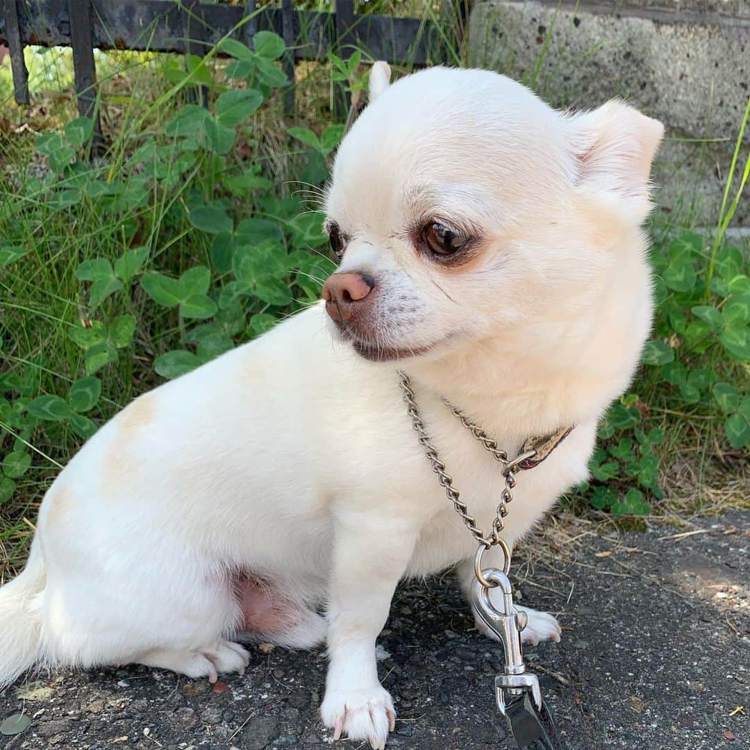 KORIKIのインスタグラム：「おはようございます♪ * #dogofsapporo #dog, #dogs, #dogstagram,#chihuahua,#犬バカ部,#チワワ,#koriki, #hanadog #白スムチ連合会, #スムチー,  #dogofthedayjp, #dogoftheday  #ilovemydog #instadog #instapet #WhiteChihuahua  #吉娃娃 #치와와  #dogsofinstagram #Chihuahualover  #チワワの輪 #barkbox #WhiteChihuahuaParty #もふもふモフモフ」