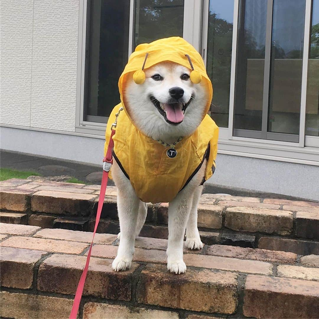 てんパパさんのインスタグラム写真 - (てんパパInstagram)「雨雲レーダー見てカッパ着ておさんぽ行ったら、一滴も降られなかった件。 #朝んぽ #本降りのはずが空振り #転ばぬ先の杖 #honeybeeraincoat #ブンブン部」7月23日 8時00分 - tenchan.shiba