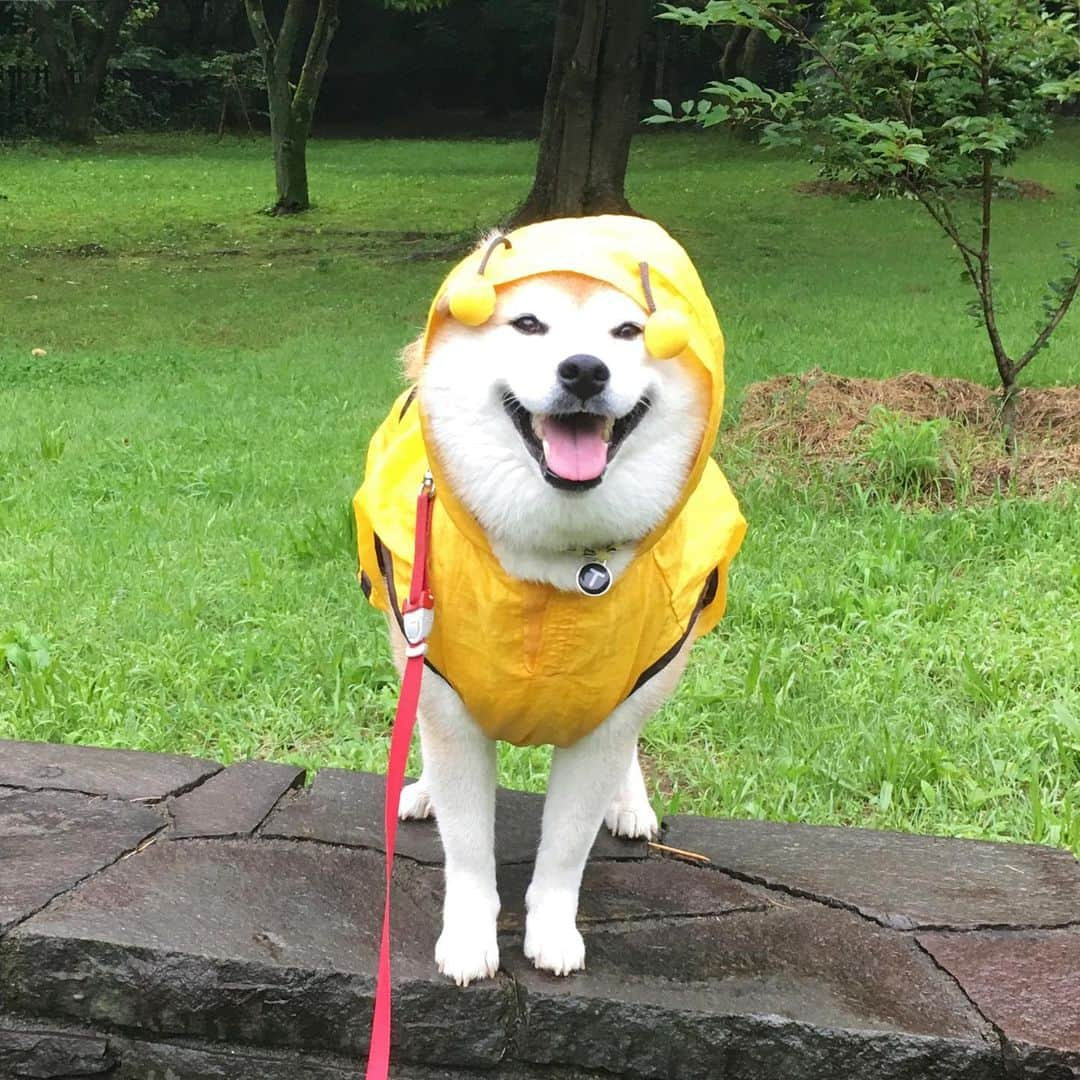 てんパパさんのインスタグラム写真 - (てんパパInstagram)「雨雲レーダー見てカッパ着ておさんぽ行ったら、一滴も降られなかった件。 #朝んぽ #本降りのはずが空振り #転ばぬ先の杖 #honeybeeraincoat #ブンブン部」7月23日 8時00分 - tenchan.shiba