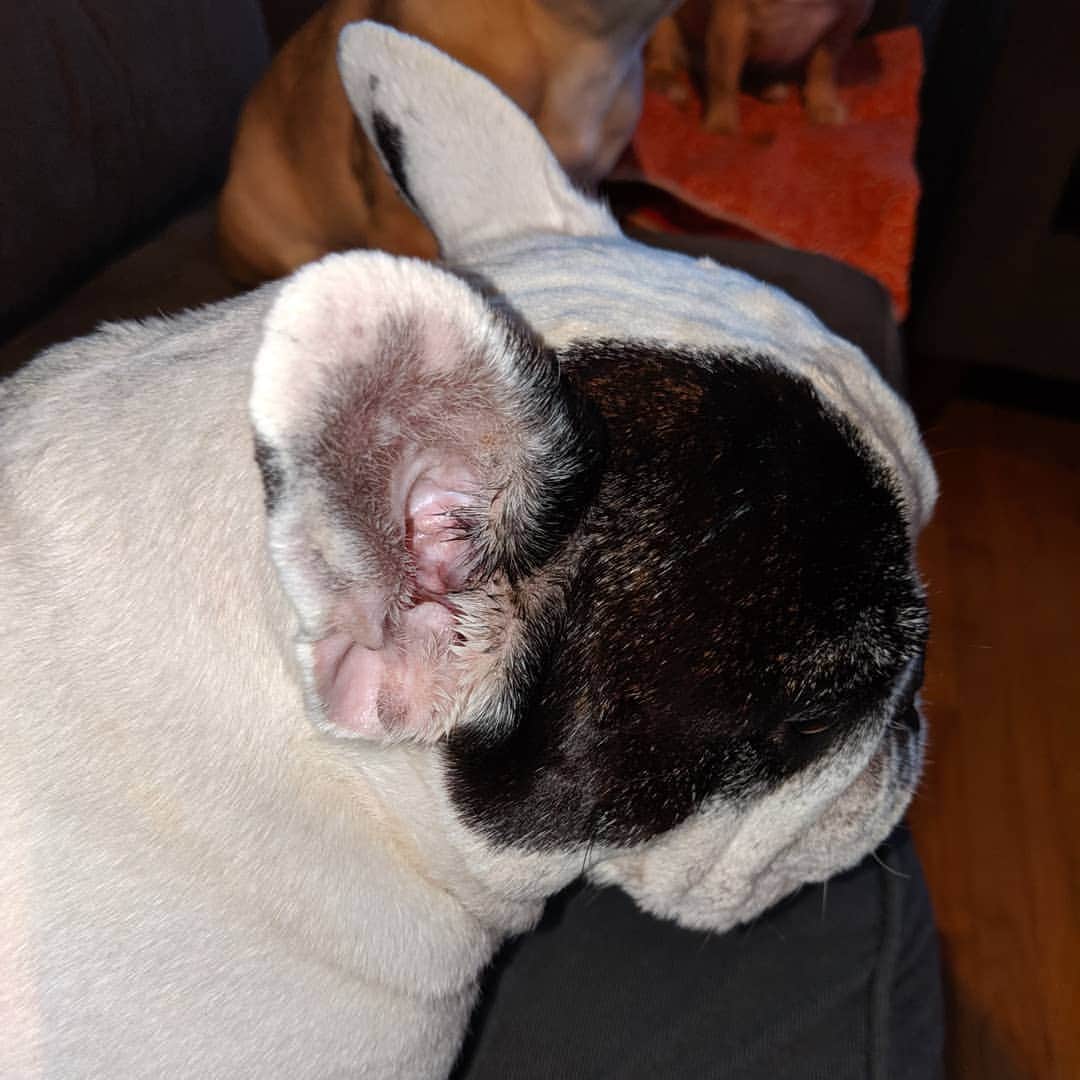 Manny The Frenchieさんのインスタグラム写真 - (Manny The FrenchieInstagram)「Hotter days could bring up all kinds of stuff, like yucky ears! 😣👂 Swipe for the before and after using zymox for a week! 😃」7月23日 8時21分 - manny_the_frenchie