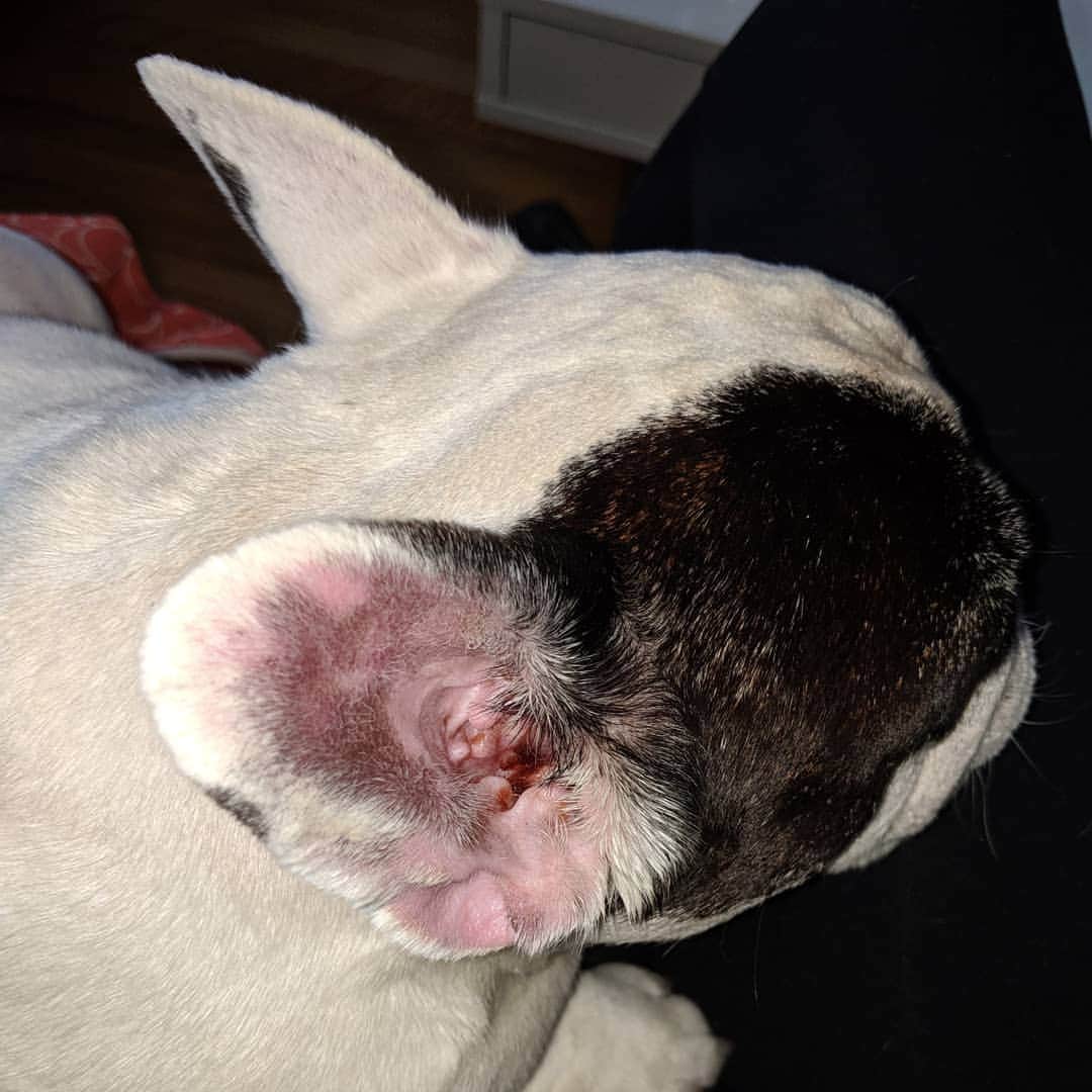 Manny The Frenchieさんのインスタグラム写真 - (Manny The FrenchieInstagram)「Hotter days could bring up all kinds of stuff, like yucky ears! 😣👂 Swipe for the before and after using zymox for a week! 😃」7月23日 8時21分 - manny_the_frenchie