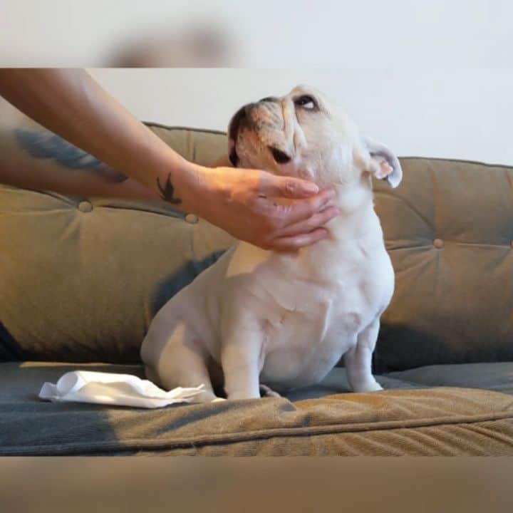 Manny The Frenchieのインスタグラム：「Hotter days could bring up all kinds of stuff, like yucky ears! 😣👂 Swipe for the before and after using zymox for a week! 😃」