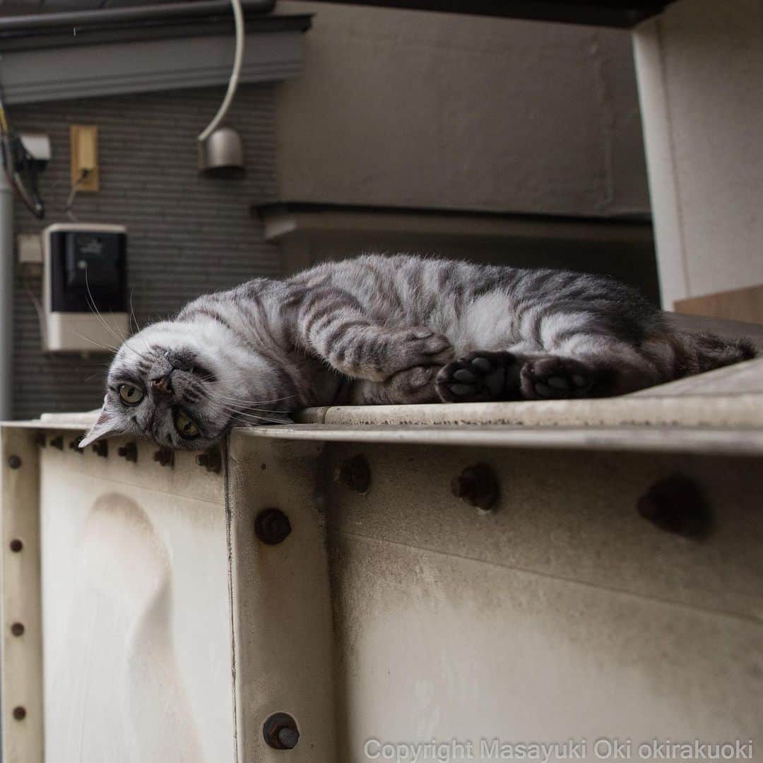 Masayukiさんのインスタグラム写真 - (MasayukiInstagram)「たいくつ。  おはようございます。 Good morning from Tokyo Japan ☁️ #cat #ねこ」7月23日 8時55分 - okirakuoki