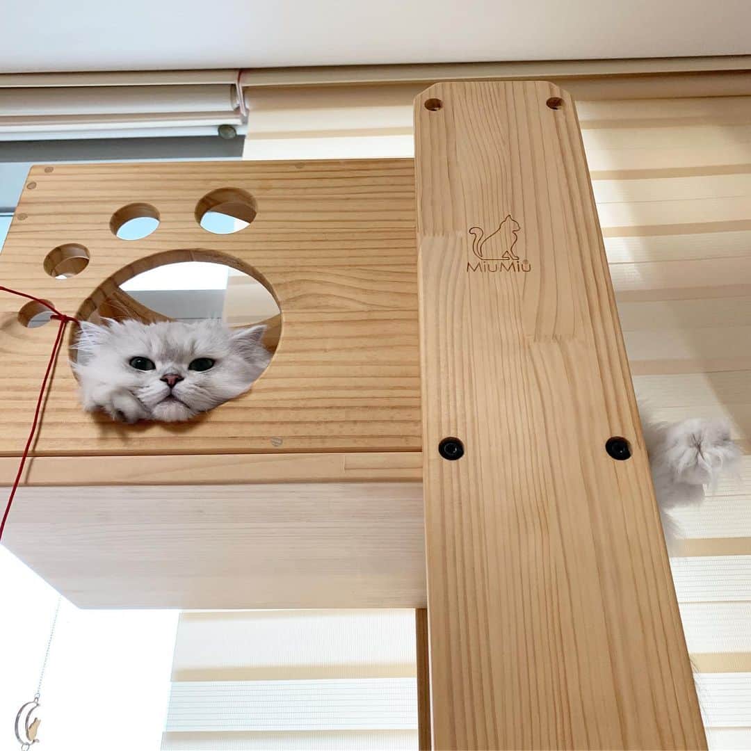 후추네큰언니のインスタグラム：「오늘 아침! ㅋㅋ  졸귀얌 😭💕 . . . . . #후추  #고양이  #냥스타그램 #캣스타그램  #Hoochu #Hoochuthecat #cat #cats #catstagram #catsofinstagram #topcatphoto #bestmeow #ilovecat #cute #fluffy #petstagram #instacats」