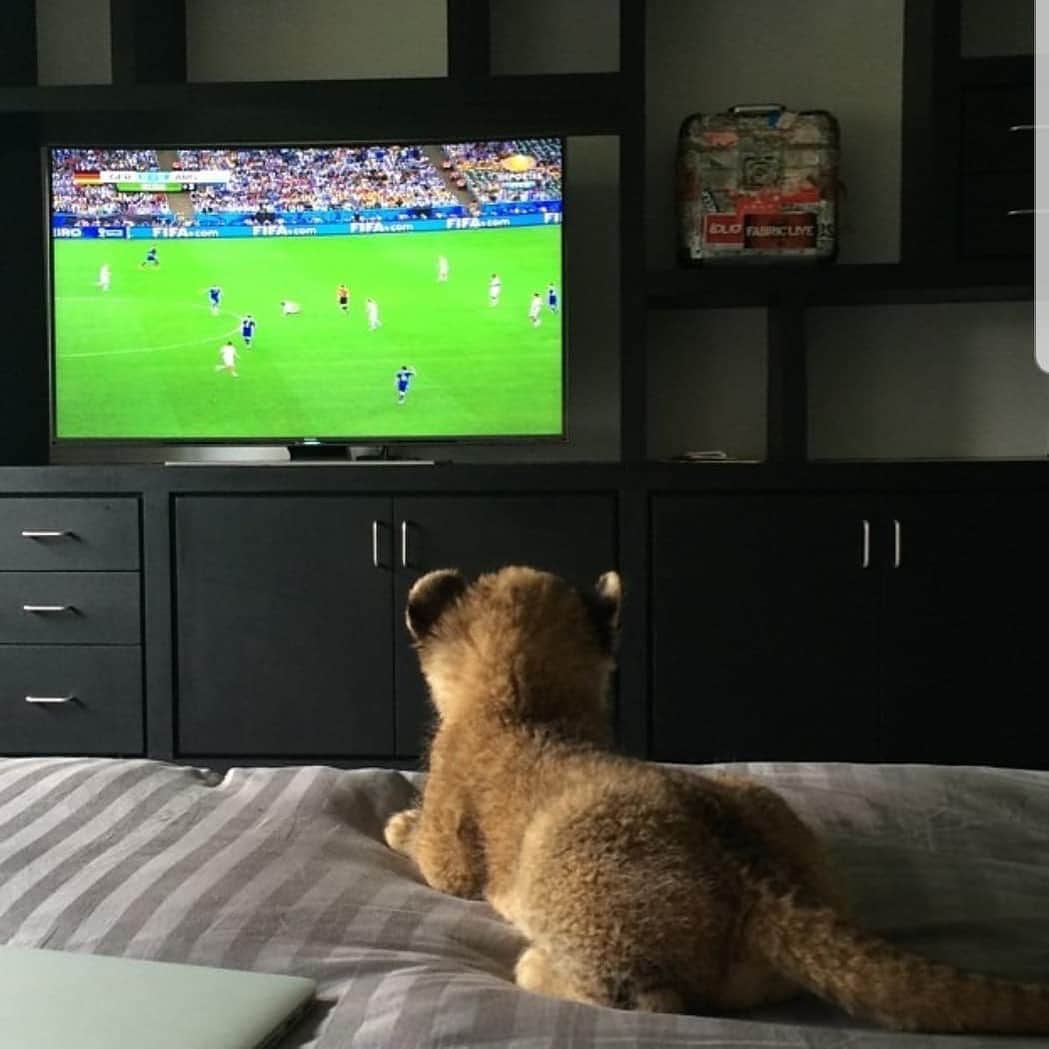 Black Jaguar-White Tiger さんのインスタグラム写真 - (Black Jaguar-White Tiger Instagram)「Dolano and Papa Bear watching the final game of the World Cup in 2014. My two favorite teams, Germany and Argentina. Germany won by the way... #Dolano #SaveLions @bjwtintime」7月23日 9時22分 - blackjaguarwhitetiger