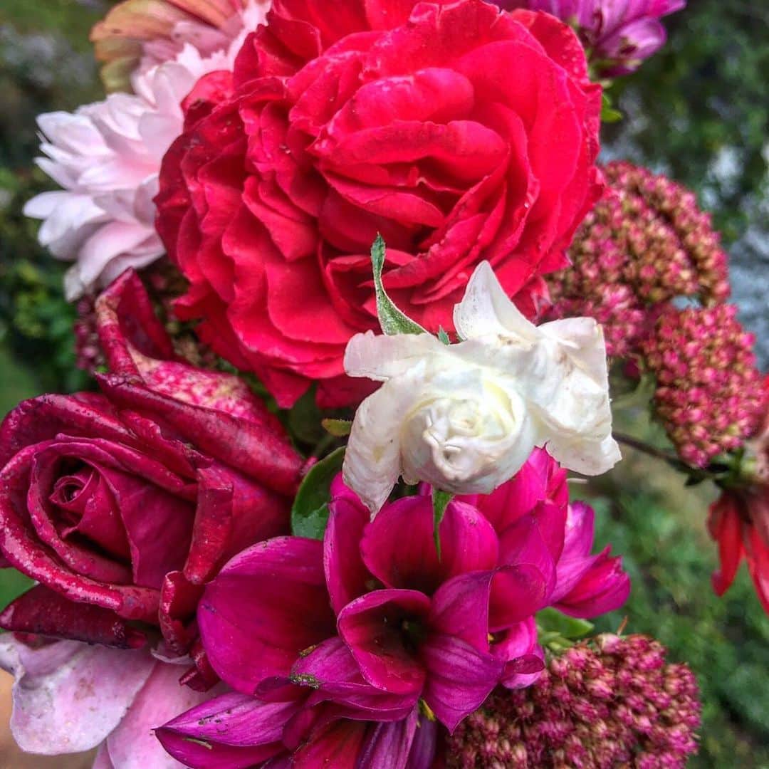 ザックポーゼンさんのインスタグラム写真 - (ザックポーゼンInstagram)「Seasonal splendors. #roses from the garden.」7月23日 9時56分 - zacposen