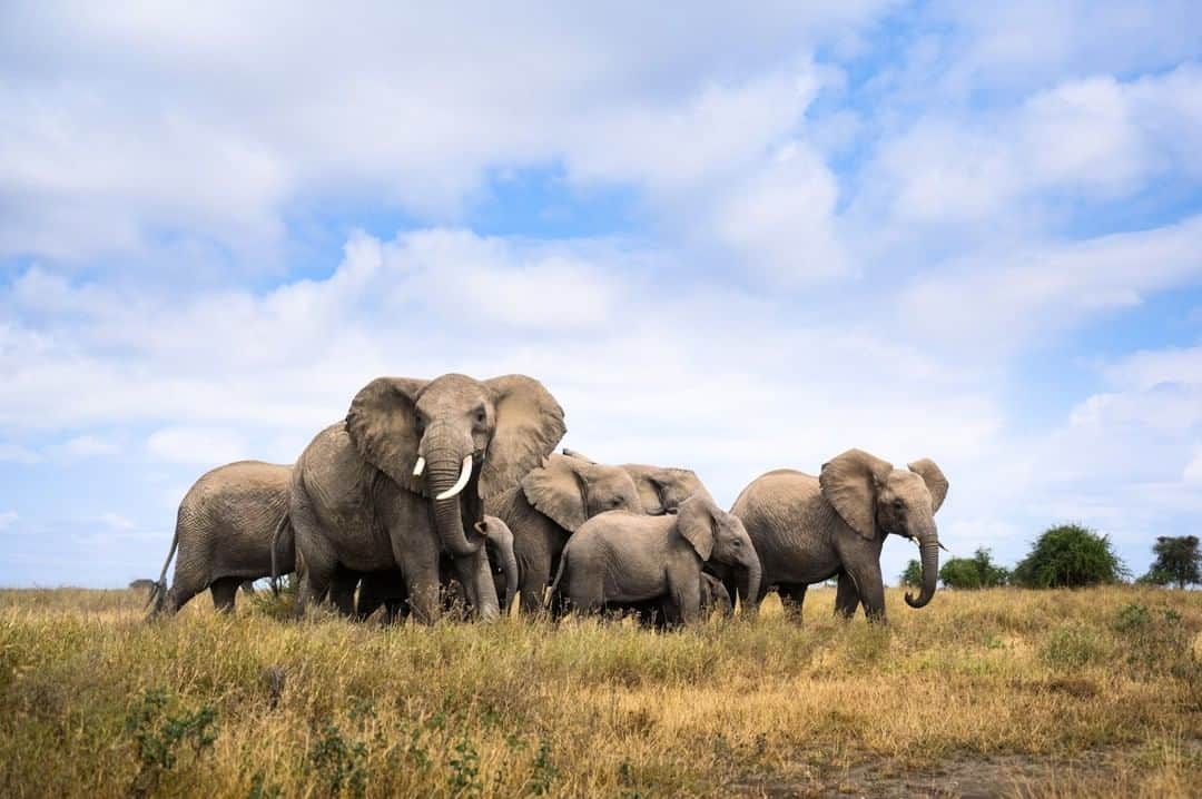 National Geographic Travelさんのインスタグラム写真 - (National Geographic TravelInstagram)「Photo by @taylorglenn | A herd of elephant moves cautiously through the plains of the Ngorongoro Conservation Area near Ndutu lake in #Tanzania. They stay close together to help protect the young members of the herd. To seem more from the plains of East Africa and beyond follow @taylorglenn #serengeti #ndutu #ngorongoro」7月23日 10時02分 - natgeotravel