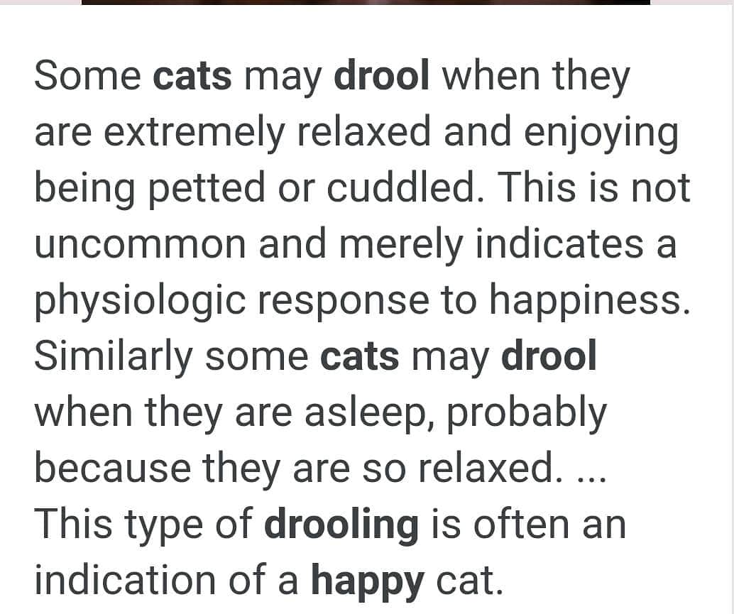 ガソリングラマーさんのインスタグラム写真 - (ガソリングラマーInstagram)「I got some drooly happy cats #cats #catlady #meow often wondered about this #catsofinstagram #happycats 🐱🐱🐈🐈😺😺😸😸😹😹😻😻😼😼😽😽🙀🙀」7月23日 10時29分 - gasolineglamour