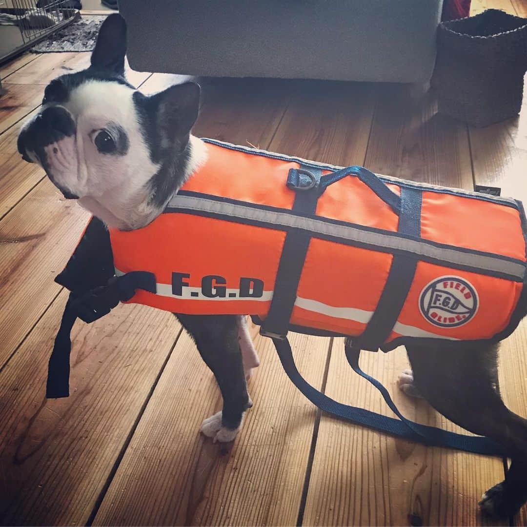 のインスタグラム：「おネギ 久々に泳ぎに行くみたいです。  似合わない。。 #bostonterrier #おネギ」