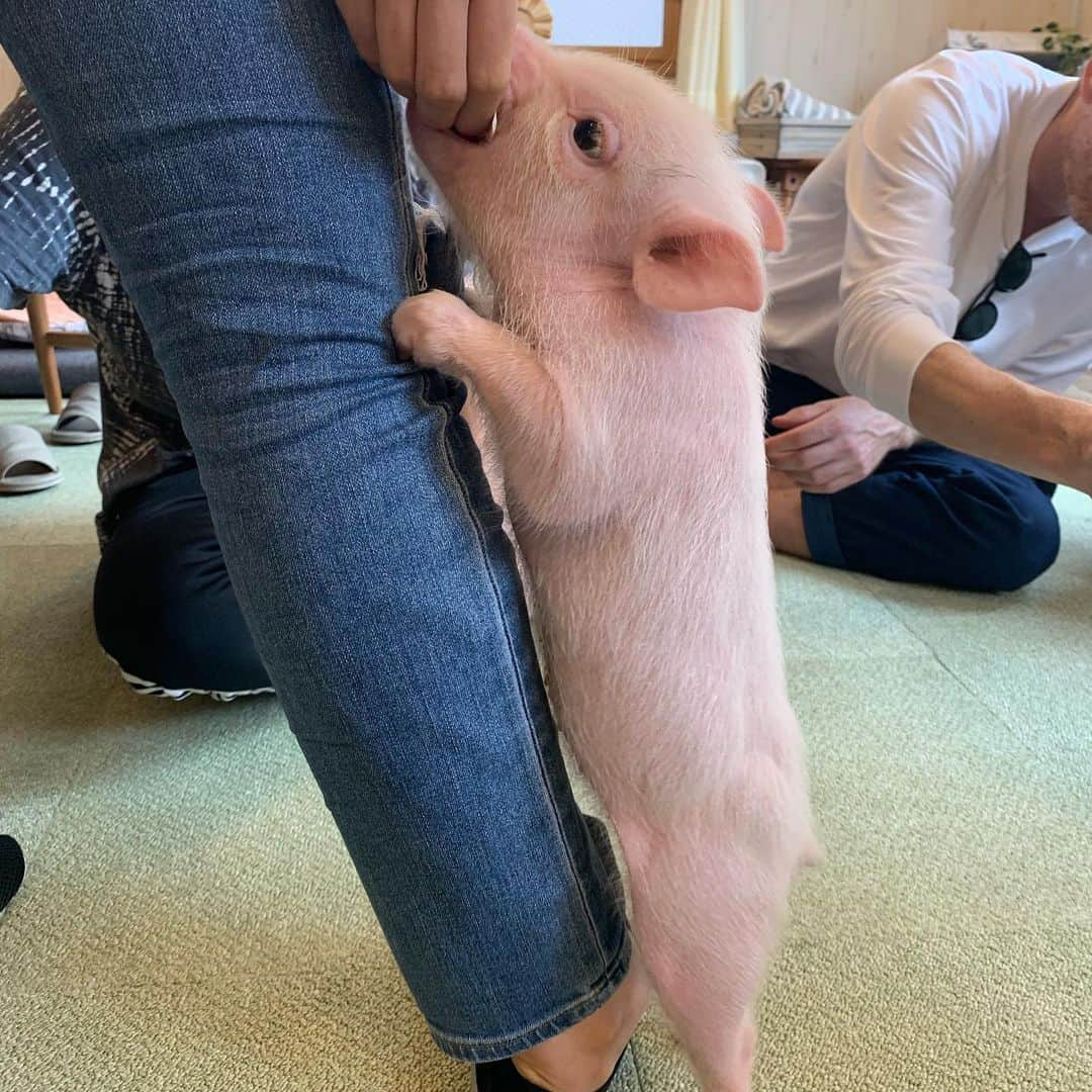 マディー・ジーグラーさんのインスタグラム写真 - (マディー・ジーグラーInstagram)「i can die happy now. i will never be eating bacon again, hope you can join me !! 🐷🐽💗💗💗」7月23日 10時44分 - maddieziegler