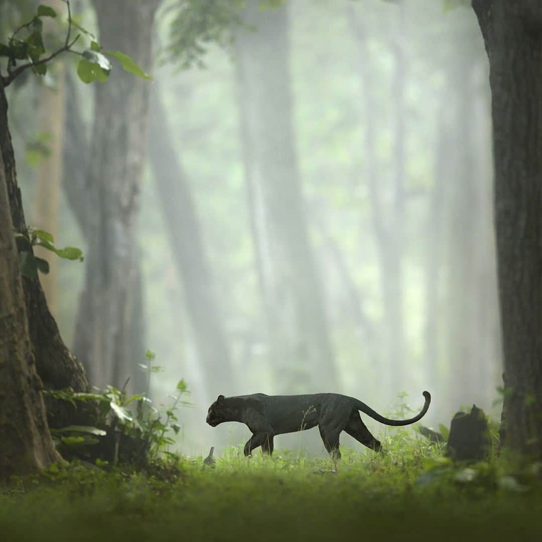 Nikon Australiaさんのインスタグラム写真 - (Nikon AustraliaInstagram)「"A melanistic leopard ghosts through the misty forests of Nagarhole National Park, in South India, at dawn. This forest has a large density of tree's and it's important to predict the animal's movement and find the right opening to frame your image. I chose to stay far away and capture the animal undisturbed in his natural habitat." - @shaazjung  Camera: Nikon #Z7 Lens: AF-S NIKKOR 600mm f/4E FL ED VR Settings: 600mm | f/4 | 1/640s | ISO 500  #MyNikonLife #Nikon #NikonAustralia #NikonTop #Photography #DSLR #WildlifePhotography #Leapord #SouthIndia #NagarholeNationalPark #MyNikkor #Nikkor #ZSeries #NikonZ7 #NikonZSeries」7月23日 11時00分 - nikonaustralia