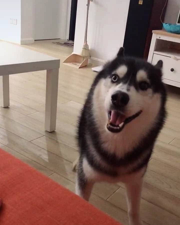 husky and malamuteのインスタグラム：「He tell me：It’s time to go for a walk.🚶🏻🚶🏻」