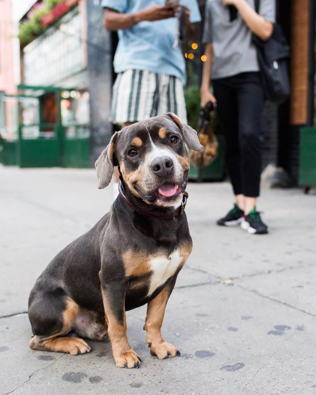 The Dogistさんのインスタグラム写真 - (The DogistInstagram)「Ace, Terrier mix, 17th & 10th Ave., New York, NY • “I once caught him in the cabinet getting his treats.”」7月23日 11時17分 - thedogist