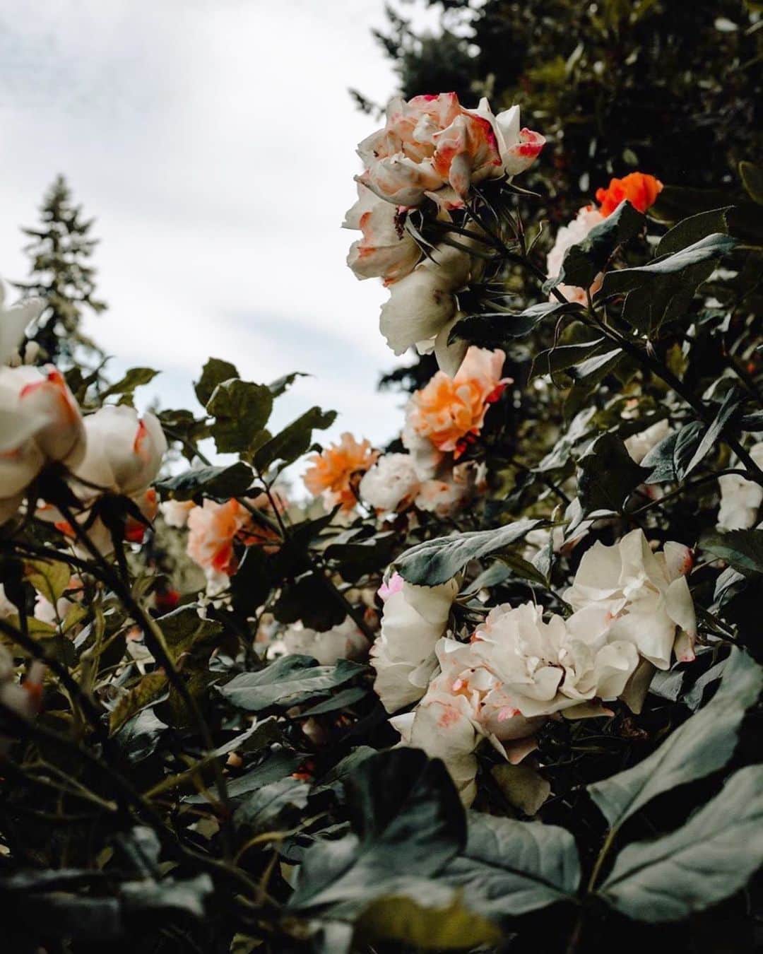 Portlandさんのインスタグラム写真 - (PortlandInstagram)「Did you know that there are approximately 550 varieties of Roses at the International Rose Garden? No wonder they call us Rose City! - 📍International Rose Garden 📷: @fotosdealalvarado - #portland #portlandnw #pdx #rosecity」7月23日 11時30分 - portland