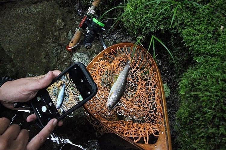 ROOT CO. Designed in HAKONE.さんのインスタグラム写真 - (ROOT CO. Designed in HAKONE.Instagram)「. Fishing season. ・ #root_co #rootco #shockresistcaseplushold #iphonecase #milspec #magreel360 #carabiner #outdoor #outdoors #outdoorgear #outdoorlife #streamfishing #troutfishing #trout #fishing #fishinggear #fishinglife #lifestyle #カラビナ #アウトドア #アウトドアブランド #アウトドアギア #アウトドアライフ #渓流釣り #イワナ #岩魚 #フィッシング #フィッシングギア #フィッシングライフ #ライフスタイル」7月23日 11時41分 - root_co_official