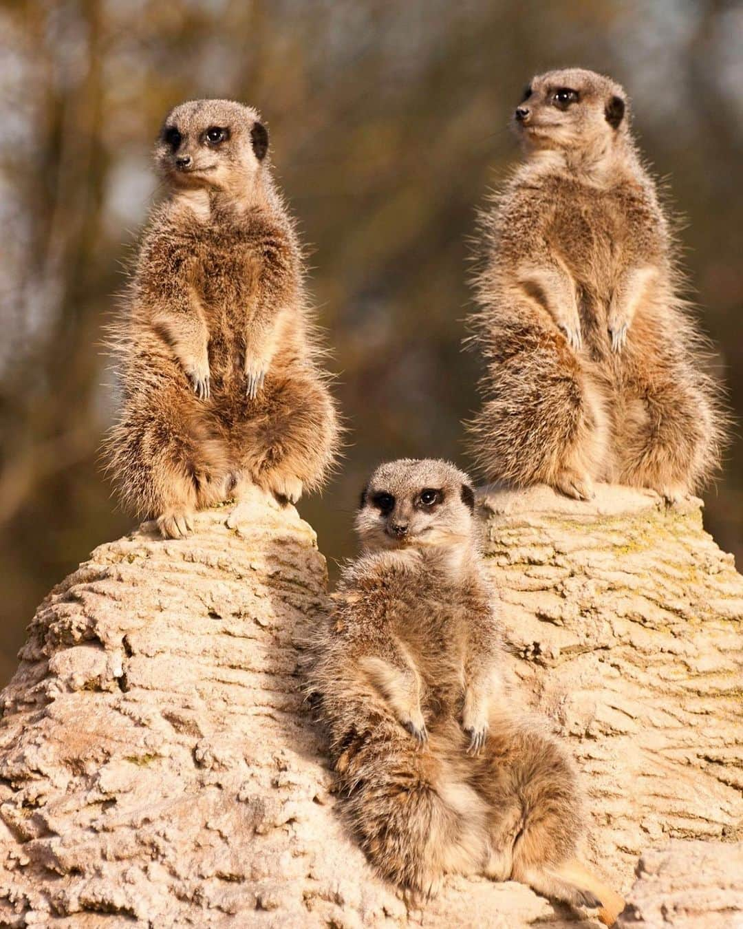 アメリカ自然史博物館さんのインスタグラム写真 - (アメリカ自然史博物館Instagram)「Did you know that a group of meerkats (Suricata suricatta) is called a mob? These carnivorous animals mainly prey on insects but also on birds, reptiles, or small mammals should the opportunity arise. They even tolerate some types of venom, allowing them to eat certain scorpions and snakes! Oh, and those black rings around their eyes? Those are built-in sunglasses that help keep the Sun’s glare at bay.  Photo: Marcus Saul」7月23日 11時38分 - amnh