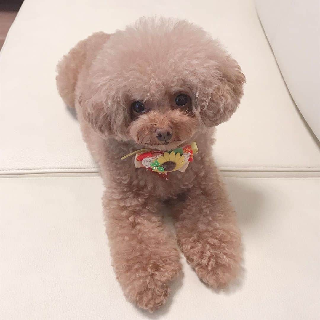 ももちゃん & まろんたんのインスタグラム：「今日はおすましの気分🌸 みたいです😂 この後おやつくれって怒られたけど😂😂 ・ ・ #dog #dogs #dogstagram #poodle #poodles #poodlelove #poodleclub #toypoodle #toypoodles #toypoodlelove #toypoodleclub #east_dog_japan #all_dog_japan #ig_poodle #poodlesofficial #ふわふわ #ふわもこ部 #トイプードル #トイプードル部 #トイプードル大好き #トイプードル多頭飼い #まろんたん #ティーカッププードル #わんこなしでは生きていけません会 #pecoいぬ部 #joker六本木ヒルズ店 #トリミング #ももちゃん #toypoodleofficial」