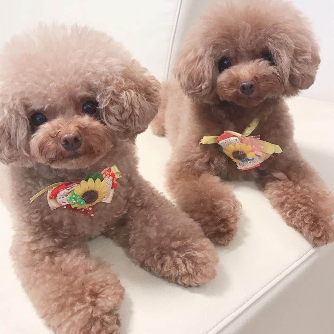 ももちゃん & まろんたんのインスタグラム：「もも🍑とまろん🌰 2人は仲良し☺️💓 ・ ・ #dog #dogs #dogstagram #poodle #poodles #poodlelove #poodleclub #toypoodle #toypoodles #toypoodlelove #toypoodleclub #east_dog_japan #all_dog_japan #ig_poodle #poodlesofficial #ふわふわ #ふわもこ部 #トイプードル #トイプードル部 #トイプードル大好き #トイプードル多頭飼い #まろんたん #ティーカッププードル #わんこなしでは生きていけません会 #pecoいぬ部 #joker六本木ヒルズ店 #トリミング #ももちゃん #toypoodleofficial」