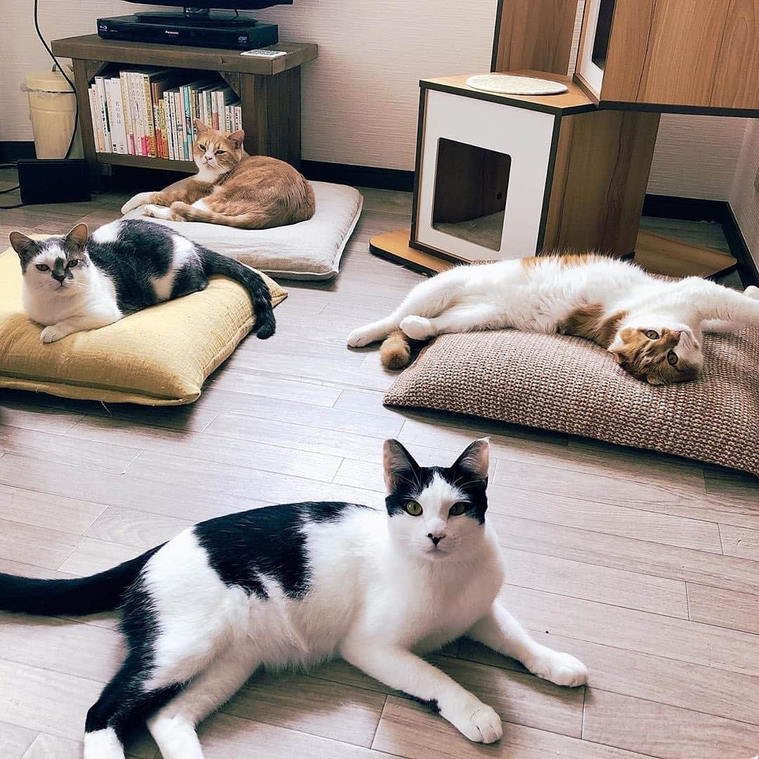 PECOねこ部さんのインスタグラム写真 - (PECOねこ部Instagram)「. 「お布団が足りないにゃ🐱😕」 #僕のお布団は？と #無言で訴える👀 #末っ子おむすび君🍙 #はいっ！ #今すぐ買ってきます！ #ダッシュで行ってきます！ #だから #ちょっと待っててね🙏 #regram：@simagurasi__nyanko  素敵な写真を投稿してくださったのは… @simagurasi__nyanko さん 他にも素敵なお写真がたくさんあるので、ぜひ遊びに行ってみてください！  #ペコねこ部をつけて投稿すると… PECOで楽しくご紹介させていただきます🍙」7月23日 12時06分 - pecocats