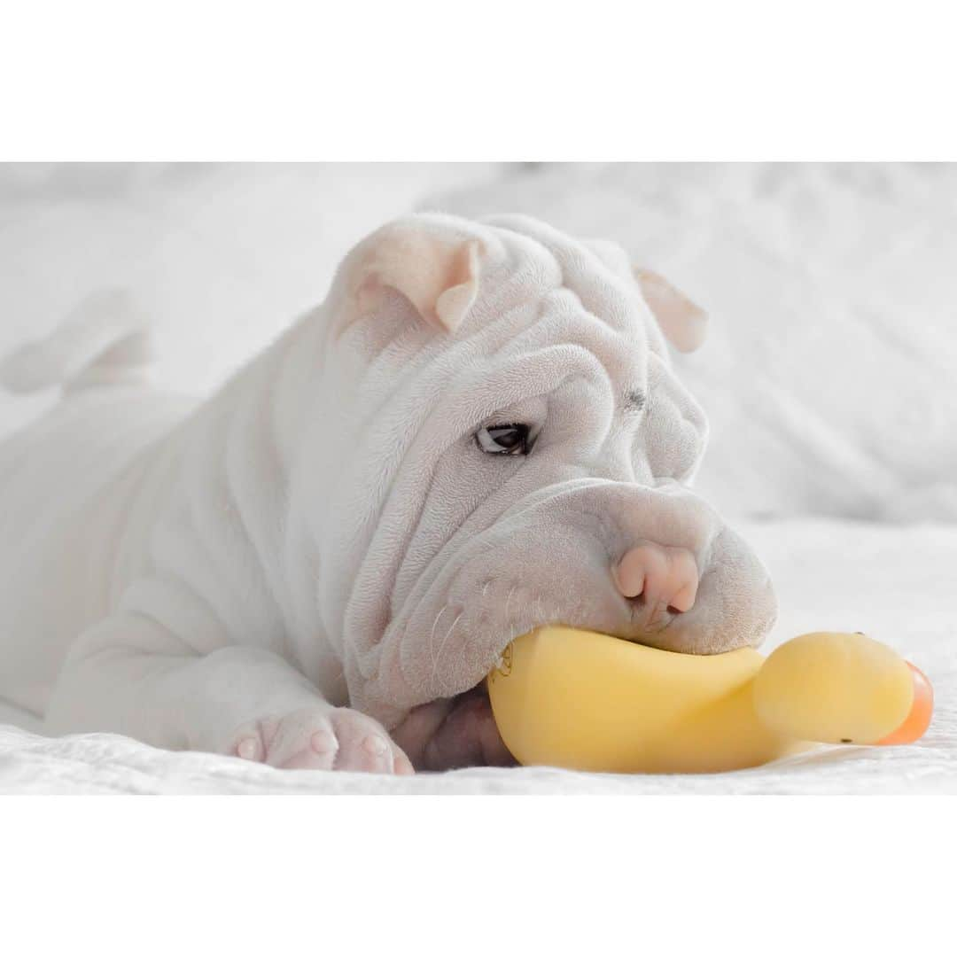 annie&pADdinGtoNさんのインスタグラム写真 - (annie&pADdinGtoNInstagram)「Just a boy with his ducky 🧡💛 #littlelamb #puppy #dog #dogs #dogsofinstagram #puppiesofinstagram #wrinkles #sharpei #sharpeisofinstagram #topdog #weeklyfluff #wrinkles #dogtoy #duck #cutepetclub #iloveyoutothemoonandback」7月23日 13時09分 - anniepaddington