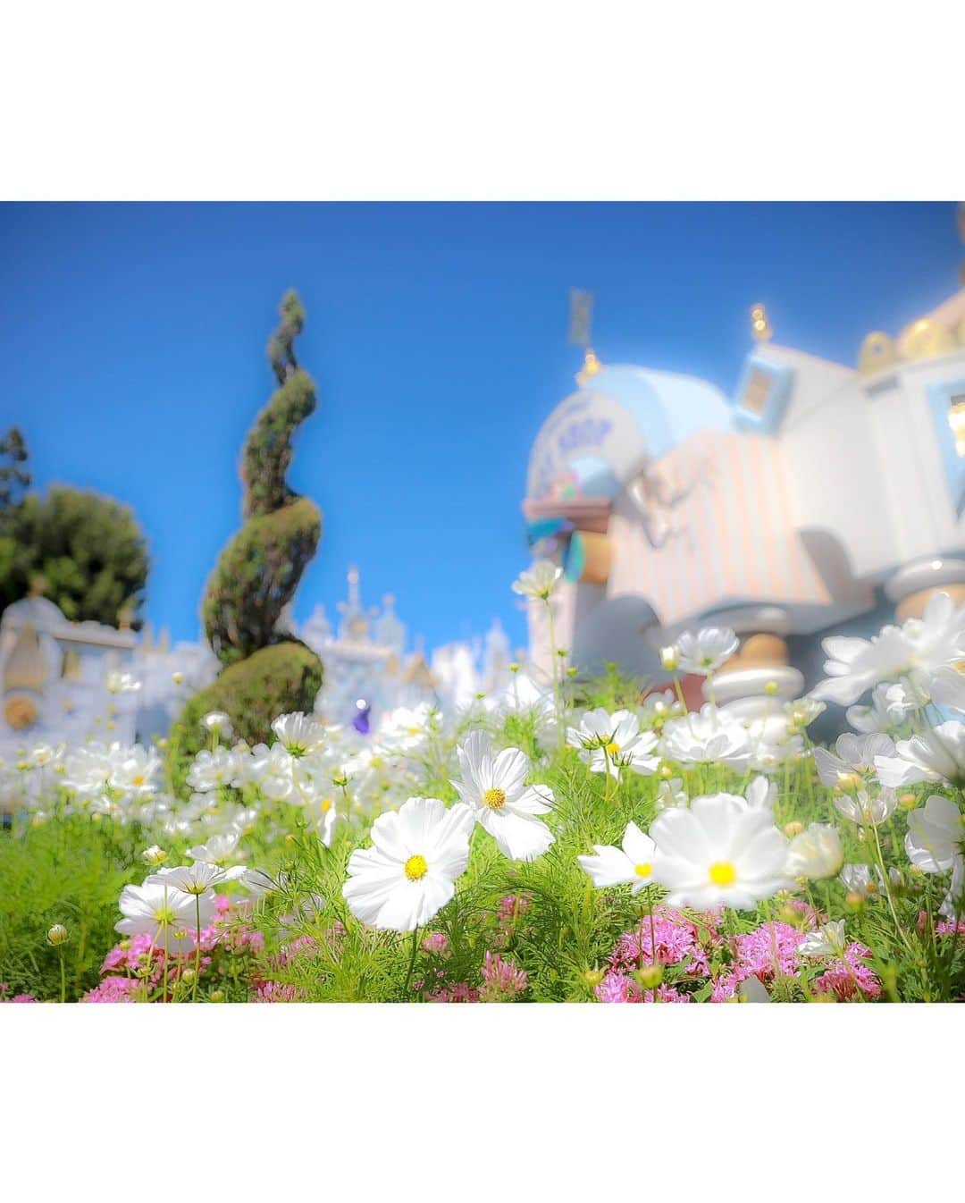 朝風れいさんのインスタグラム写真 - (朝風れいInstagram)「Disneyland, Anaheim🌴🏰🌴 ・ ・ ✨it's a small world✨ ・ ・ 日本ではカラフルなスモールワールドですが、カリフォルニアのは真っ白😍 こちらが本場なのに、カラフルな外装に見慣れてるから、とても新鮮！ ボート乗り場も外なんだよ！可愛いー（๑⃙⃘ˊ꒳​ˋ๑⃙⃘） ・ ・ そして、スモワのミニーちゃんのお耳、可愛すぎる(*´▽`*)❀ 1.2枚目、この写真撮るの、憧れてた🤤♡♡♡ ・ ・ ・ #itsasmallworld #イッツアスモールワールド #anaheim #california #la #losangeles #anaheimdisney #disneylandcalifornia #disneyland #magickingdom #californiaadventure #アナハイム #カリフォルニア #ディズニーランド #アナハイムディズニー #カリフォルニアアドベンチャー #ilovedisney #disneygram#disneyinsta #canon #eos5dmarkiv #eos5dmark4  #ディズニーカメラ隊」7月23日 13時21分 - rei.wd