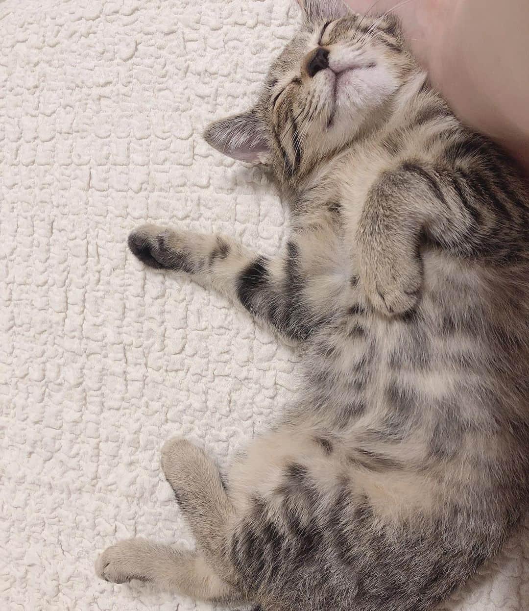 新谷姫加さんのインスタグラム写真 - (新谷姫加Instagram)「はい天使 おやすみなさい #猫 #cat」7月24日 1時05分 - hime._.gram