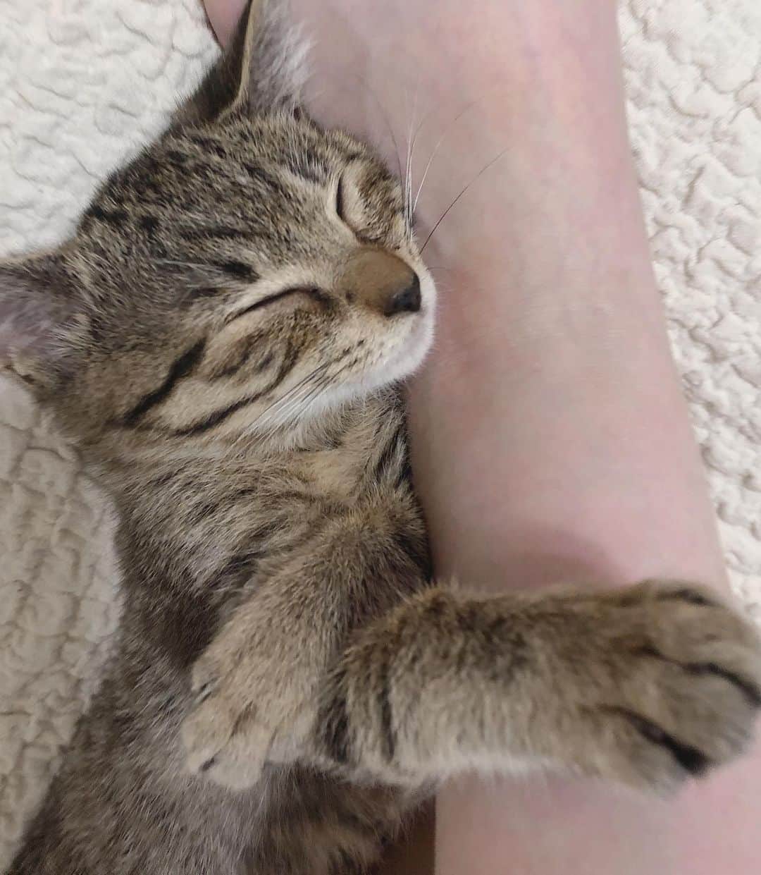 新谷姫加さんのインスタグラム写真 - (新谷姫加Instagram)「はい天使 おやすみなさい #猫 #cat」7月24日 1時05分 - hime._.gram