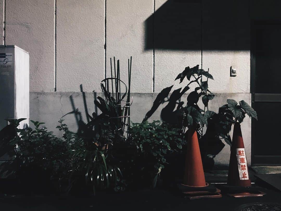 藤野可織さんのインスタグラム写真 - (藤野可織Instagram)「夜の植物」7月24日 1時04分 - fujinono