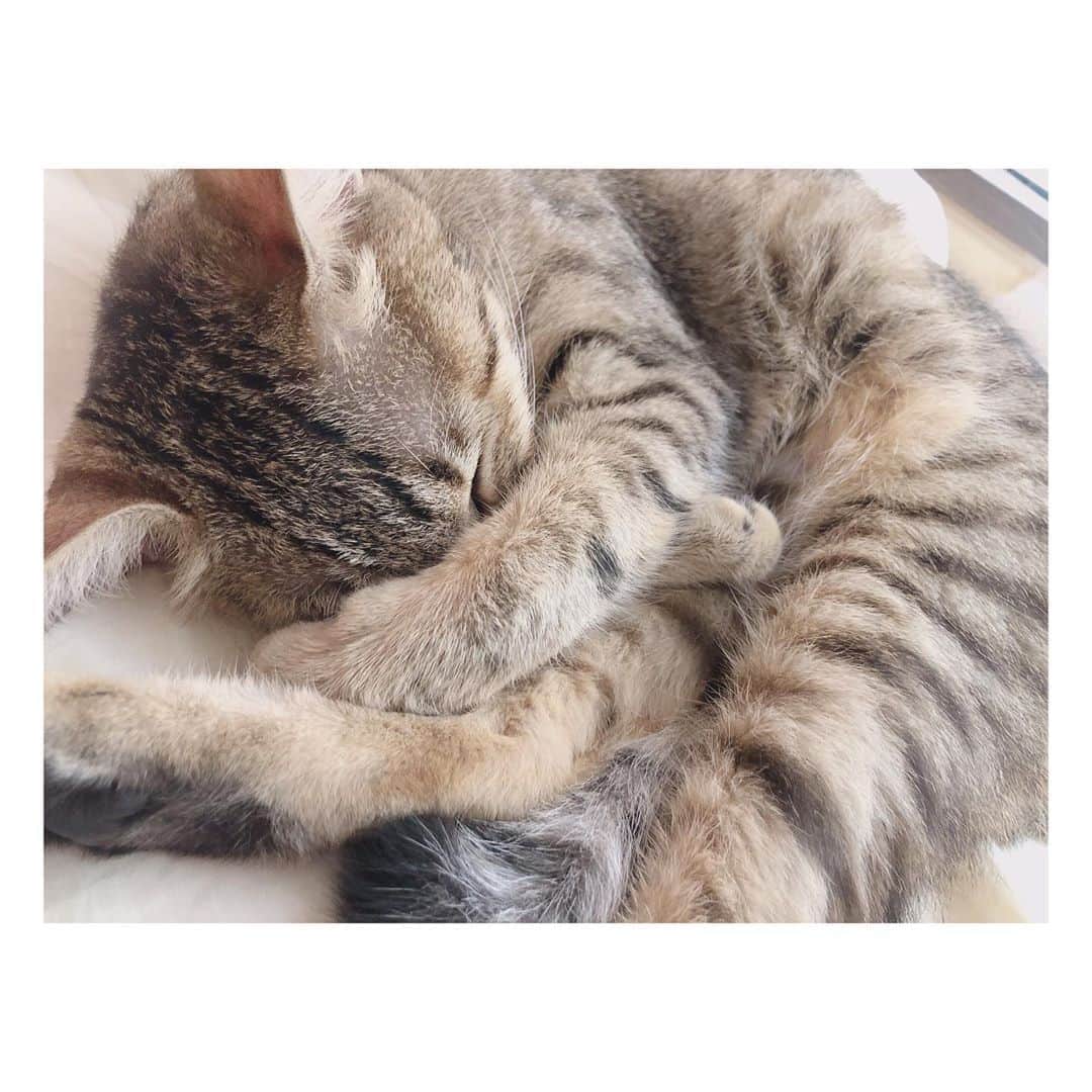 後藤理沙子さんのインスタグラム写真 - (後藤理沙子Instagram)「ニャンモナイト🌀この子の名前なんだと思う☺️？ * #cat #猫 #猫好き  #pet」7月23日 23時35分 - risako_goto