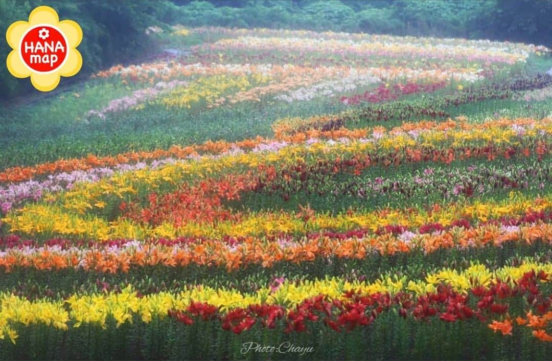 はなまっぷ❁日本の花風景のインスタグラム