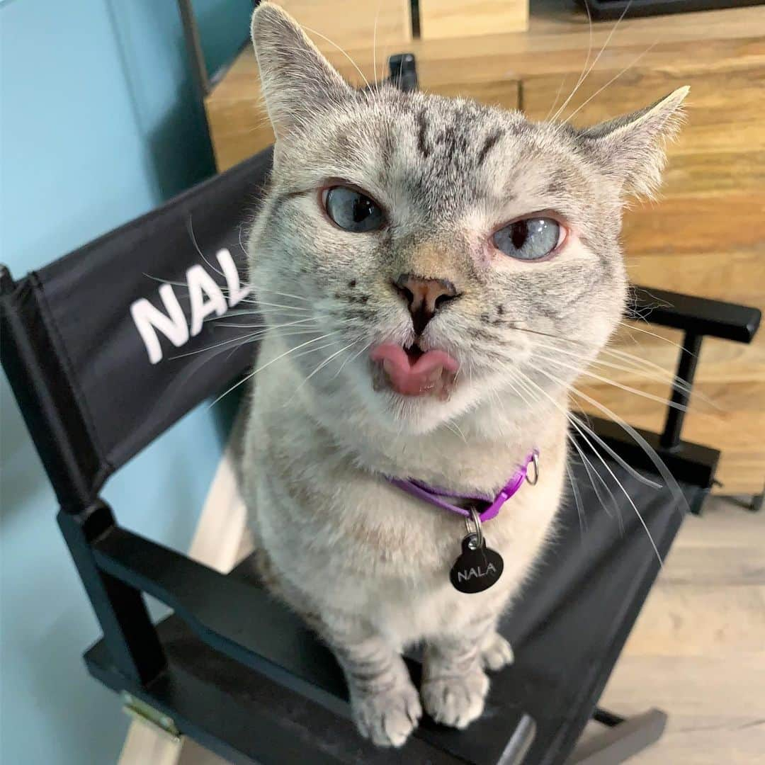 nala_catさんのインスタグラム写真 - (nala_catInstagram)「Can you roll your tongue like me? 🤪」7月23日 23時46分 - nala_cat