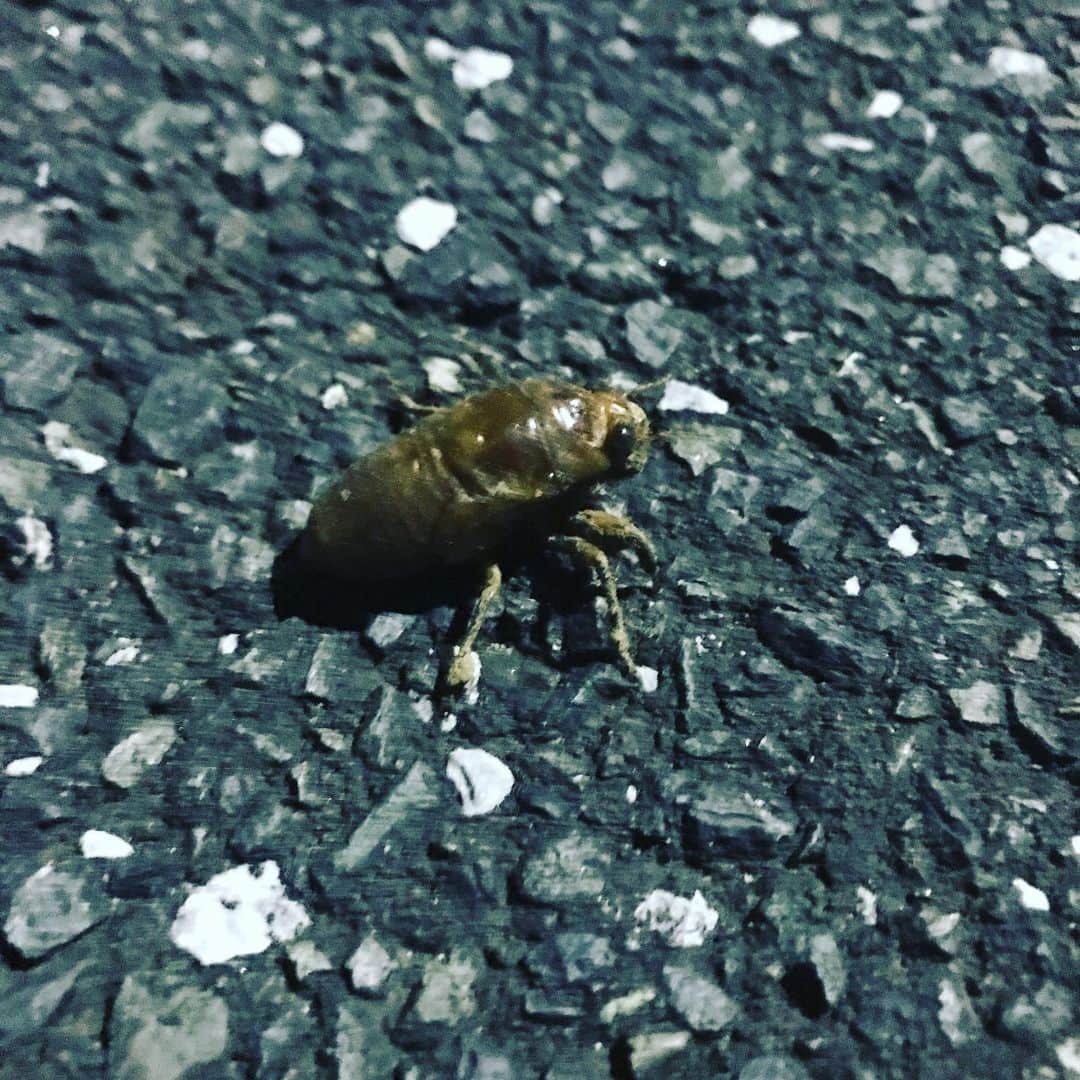 橋本大地さんのインスタグラム写真 - (橋本大地Instagram)「今年初の蝉の幼虫に出会いました‼️ 23時過ぎに歩いてたからだいぶ長い事歩いてるはず… 近くの登りやすそうな壁に避難させて少し観察してたらガッチリ蚊に喰われたよ、F○CK!」7月23日 23時56分 - risingddt_daichi
