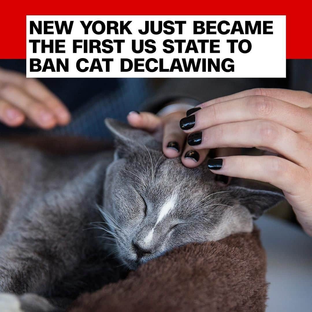 CNNさんのインスタグラム写真 (CNNInstagram)「Gov. Andrew Cuomo signed a bill Monday