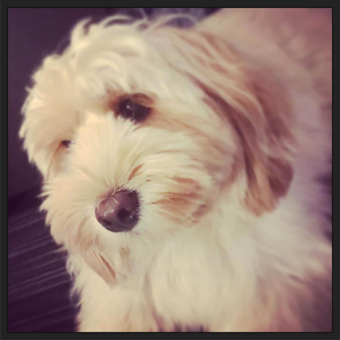 北山陽一のインスタグラム：「2歳になりました。#きたやまおもち」