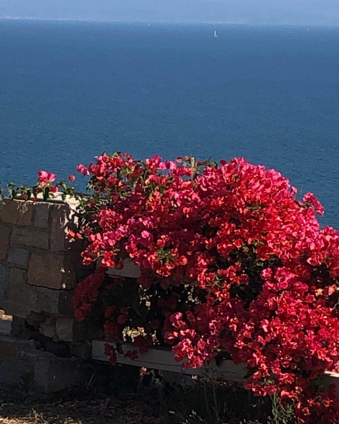 メアリー・マクドネルのインスタグラム：「Sometimes LA you are perfect. I’ll miss you while I’m in the East to represent with #GloriaALife #EmilyMann #gloriasteinem mccarter.org selling fast!」